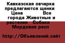 Кавказская овчарка -предлагаются щенки › Цена ­ 20 000 - Все города Животные и растения » Собаки   . Мордовия респ.